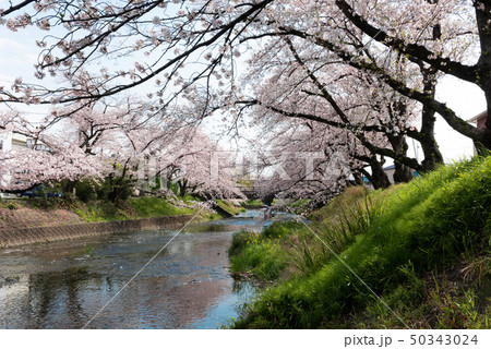 五条川を挟んで両岸に咲くソメイヨシノの桜と青空 50343024