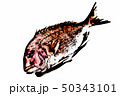 鯛 50343101