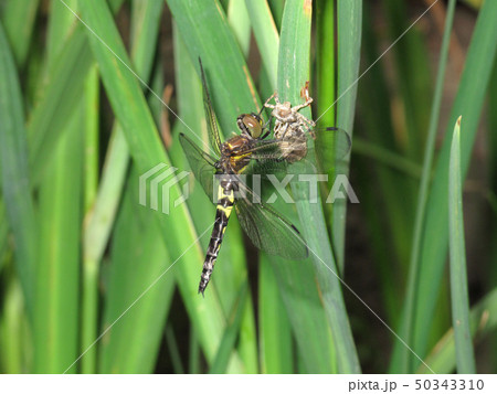 コシアキトンボの羽化 50343310