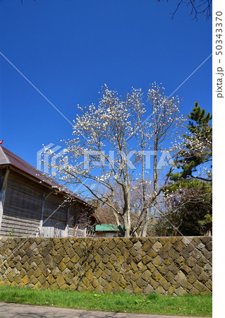 快晴の北海道北斗市当別のトラピスト男子修道院で作業小屋と春の樹木の風景を撮影 50343370