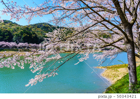庭木ダムの桜　【佐賀県武雄市】 50343421