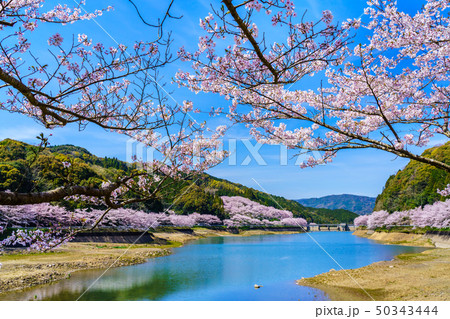 庭木ダムの桜 【佐賀県武雄市】 庭木ダムの桜 【佐賀県武雄市】 50343444