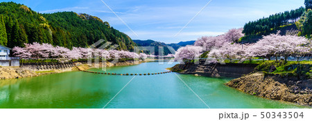 庭木ダムの桜 パノラマ 【佐賀県武雄市】 庭木ダムの桜 パノラマ 【佐賀県武雄市】 50343504
