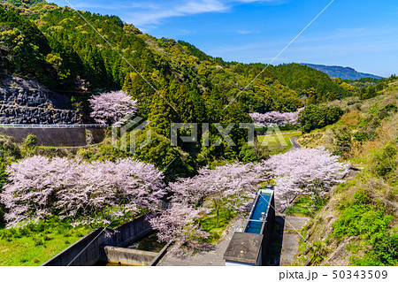 庭木ダムの桜 【佐賀県武雄市】 庭木ダムの桜 【佐賀県武雄市】 50343509