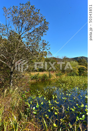 秋の箱根湿生花園 50343851