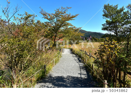 秋の箱根湿生花園 50343862