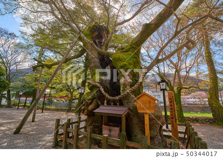 島根(山陰の小京都) 津和野の弥栄神社の大ケヤキ 島根(山陰の小京都) 津和野の弥栄神社の大ケヤキ 50344017