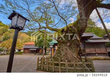 島根(山陰の小京都) 津和野の弥栄神社の大ケヤキ 島根(山陰の小京都) 津和野の弥栄神社の大ケヤキ 50344019