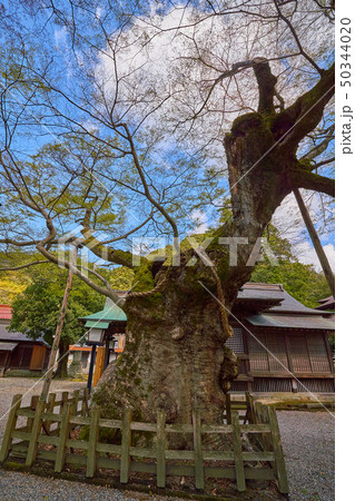 島根(山陰の小京都) 津和野の弥栄神社の大ケヤキ 50344020