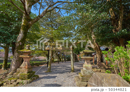 島根(山陰の小京都) 津和野の弥栄神社(東側の鳥居) 島根(山陰の小京都) 津和野の弥栄神社(東側の鳥居) 50344021
