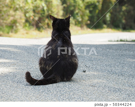 黒猫・後ろ姿 黒猫・後ろ姿 50344224