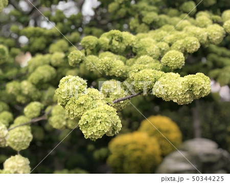 ジャパニーズスノーボール ジャパニーズスノーボール 50344225