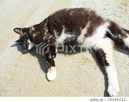 黒猫・横たわる 50344232