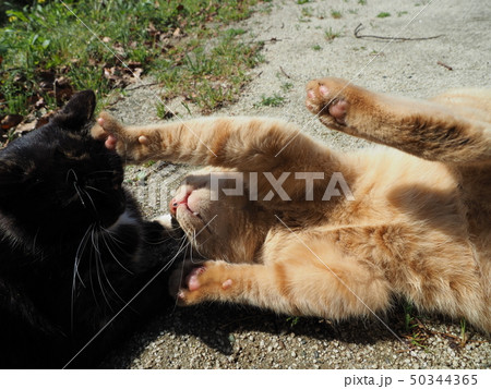 茶トラ・黒猫・じゃれる 50344365