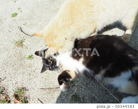 黒猫・茶トラ・仲良し 黒猫・茶トラ・仲良し 50344583