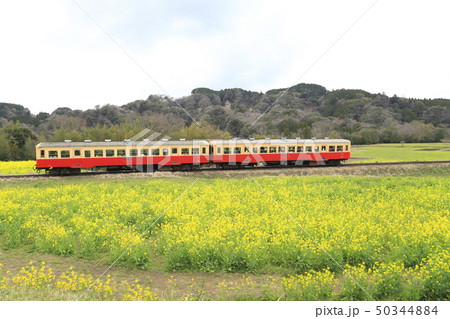 春の小湊鉄道　石神の菜の花畑 50344884