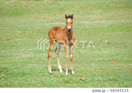 サラブレッド　子馬 50345515