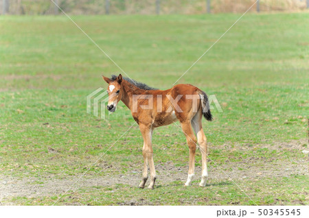 サラブレッド　子馬 50345545