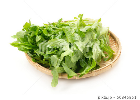 レタス修道士のあごひげ レタス修道士のあごひげ 50345851