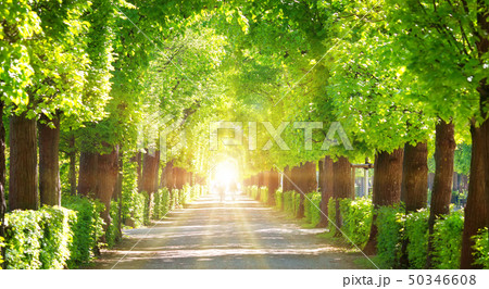 Beautiful park around Schonbrunn palace in Vienna, Austria 50346608