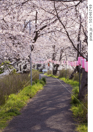玉川の桜並木 玉川の桜並木 50346749