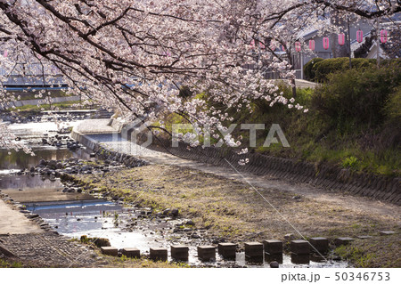 玉川の桜並木 玉川の桜並木 50346753