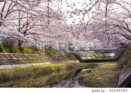 玉川の桜並木 50346765