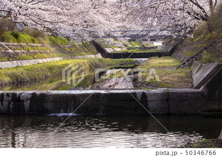 玉川の桜並木 50346766
