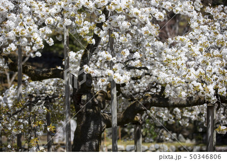 大原野神社の千眼桜 大原野神社の千眼桜 50346806
