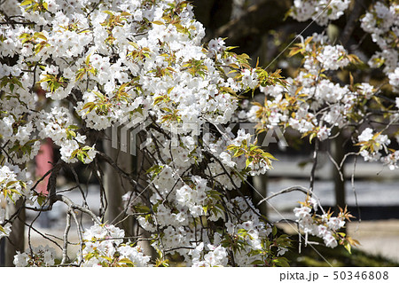 大原野神社の千眼桜 50346808