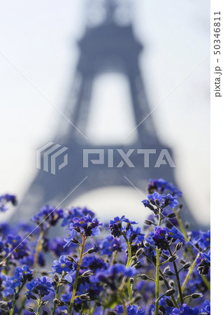 Eiffel tower and blue flowers, Paris 50346811