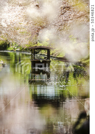 十石船と桜 50346821