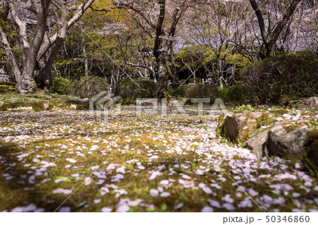 勝持寺の桜 勝持寺の桜 50346860