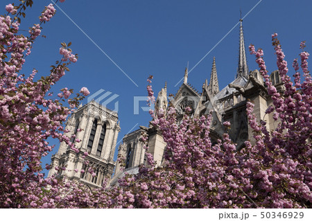 Colorful cherry blossom tree and Notre Dame Cathedral Paris 50346929