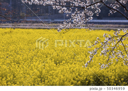 大御堂観音寺の菜の花と桜 50346959