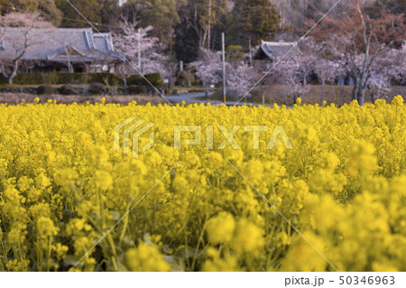 大御堂観音寺の菜の花と桜 50346963