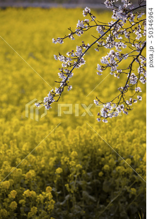 大御堂観音寺の菜の花と桜 50346964