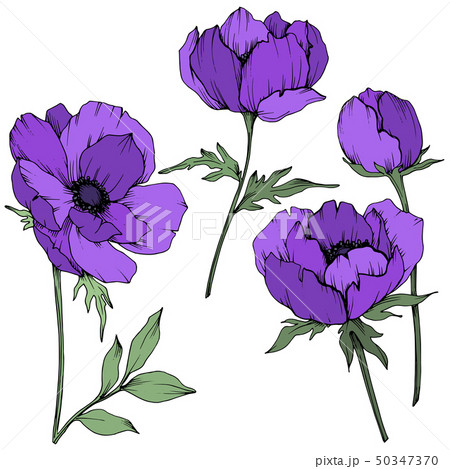 Vector Purple Anemone Floral Botanical Flowers Stock Illustration