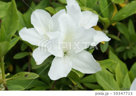 はるに咲く花　白い花 50347713