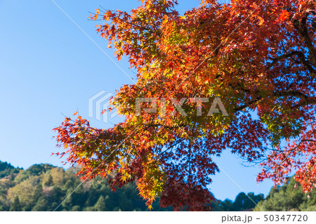 香嵐渓の紅葉 愛知県 香嵐渓の紅葉 愛知県 50347720
