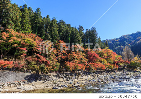 香嵐渓の紅葉 愛知県 香嵐渓の紅葉 愛知県 50347750