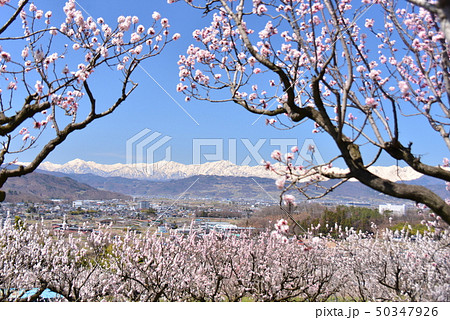 あんずの花と北アルプス 50347926