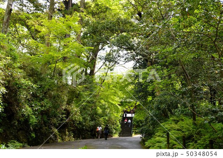 鎌倉新緑の古刹妙本寺 鎌倉新緑の古刹妙本寺 50348054