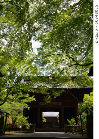 鎌倉新緑の古刹妙本寺 50348055