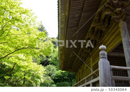 鎌倉新緑の古刹妙本寺 50348064