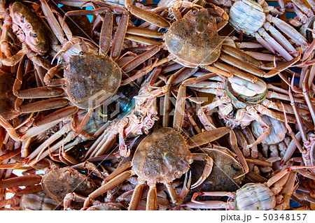 ズワイガニ　メス 50348157