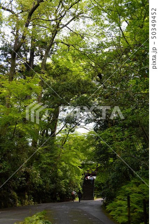 鎌倉新緑の古刹妙本寺 50349452