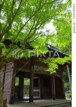 鎌倉新緑の古刹妙本寺 50349461
