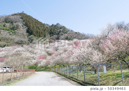 高尾山 高尾梅郷 木下沢梅林(こげさわばいりん) 高尾山 高尾梅郷 木下沢梅林(こげさわばいりん) 50349463