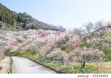 高尾山　高尾梅郷　木下沢梅林（こげさわばいりん） 50349464